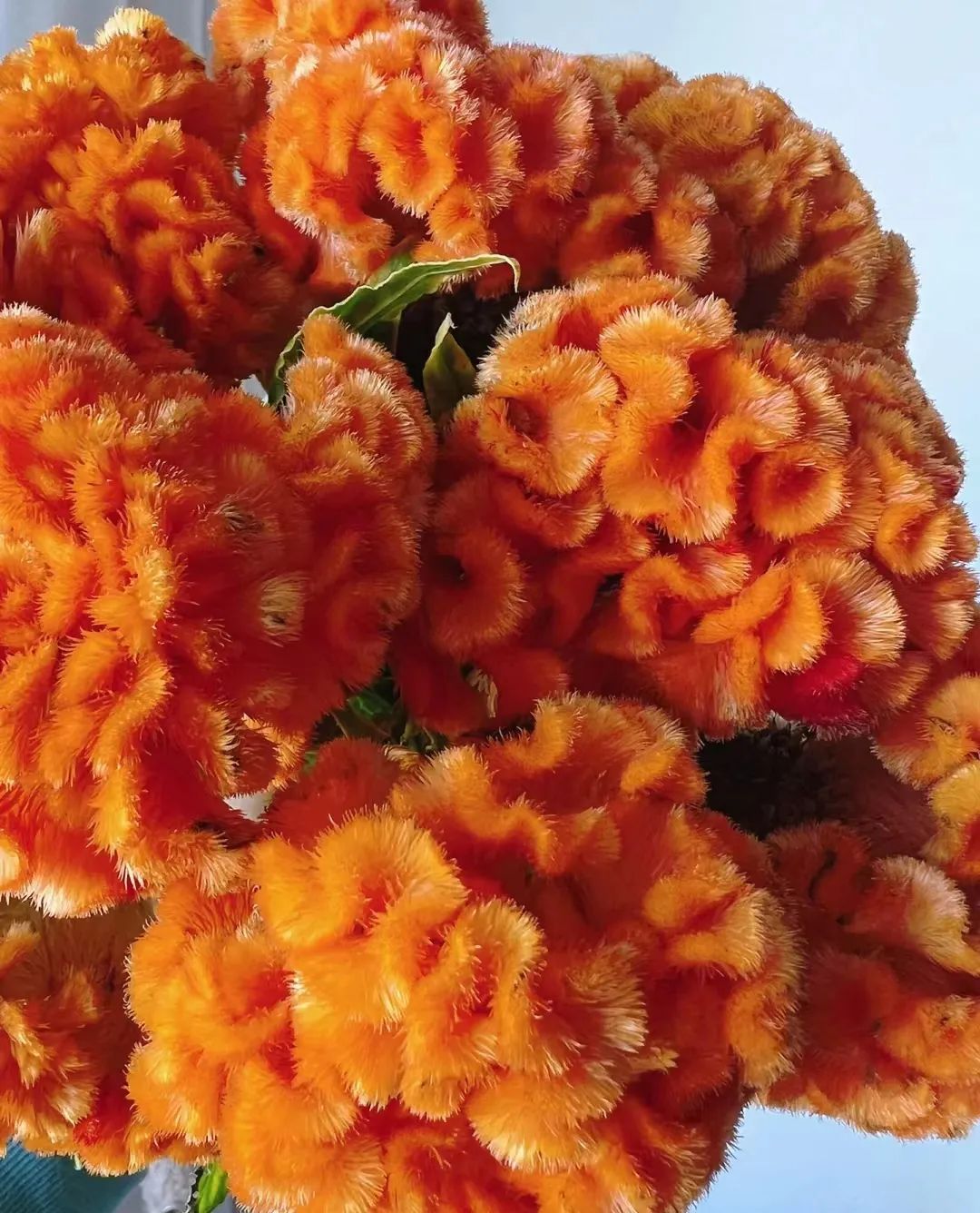 又又又被美到！10款秋日的花果叶，打包了最斑斓的秋色