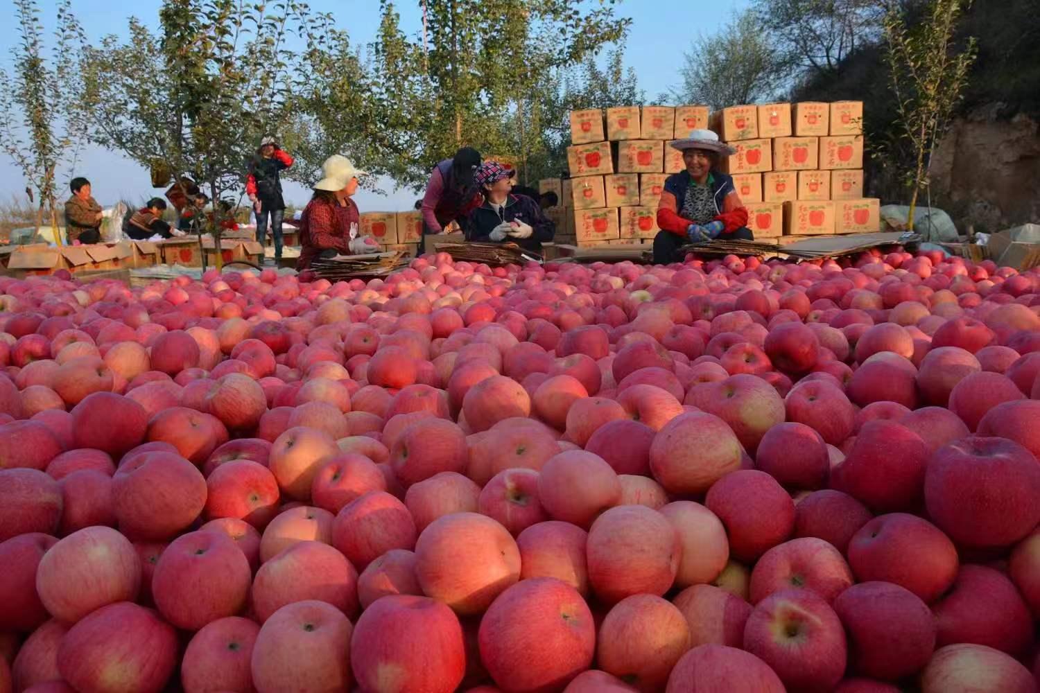 延安志丹最新规划,延安志丹视频