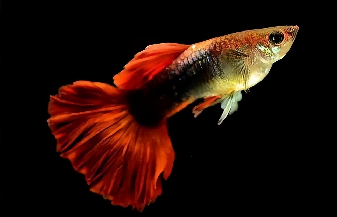 孔雀鱼古老养鱼方法,孔雀鱼养鱼口诀图解