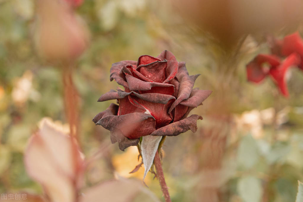 生活无奈又现实的句子朋友圈配图,销售早安朋友圈高质量句子加配图