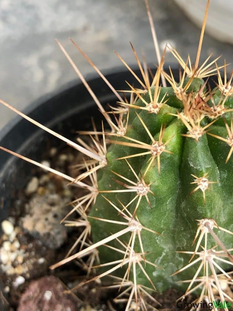 28种不同类型的仙人掌植物,多种品种仙人掌如何栽种