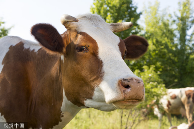 母牛屡配不孕的原因及解决办法,母牛不孕的原因及解决方法