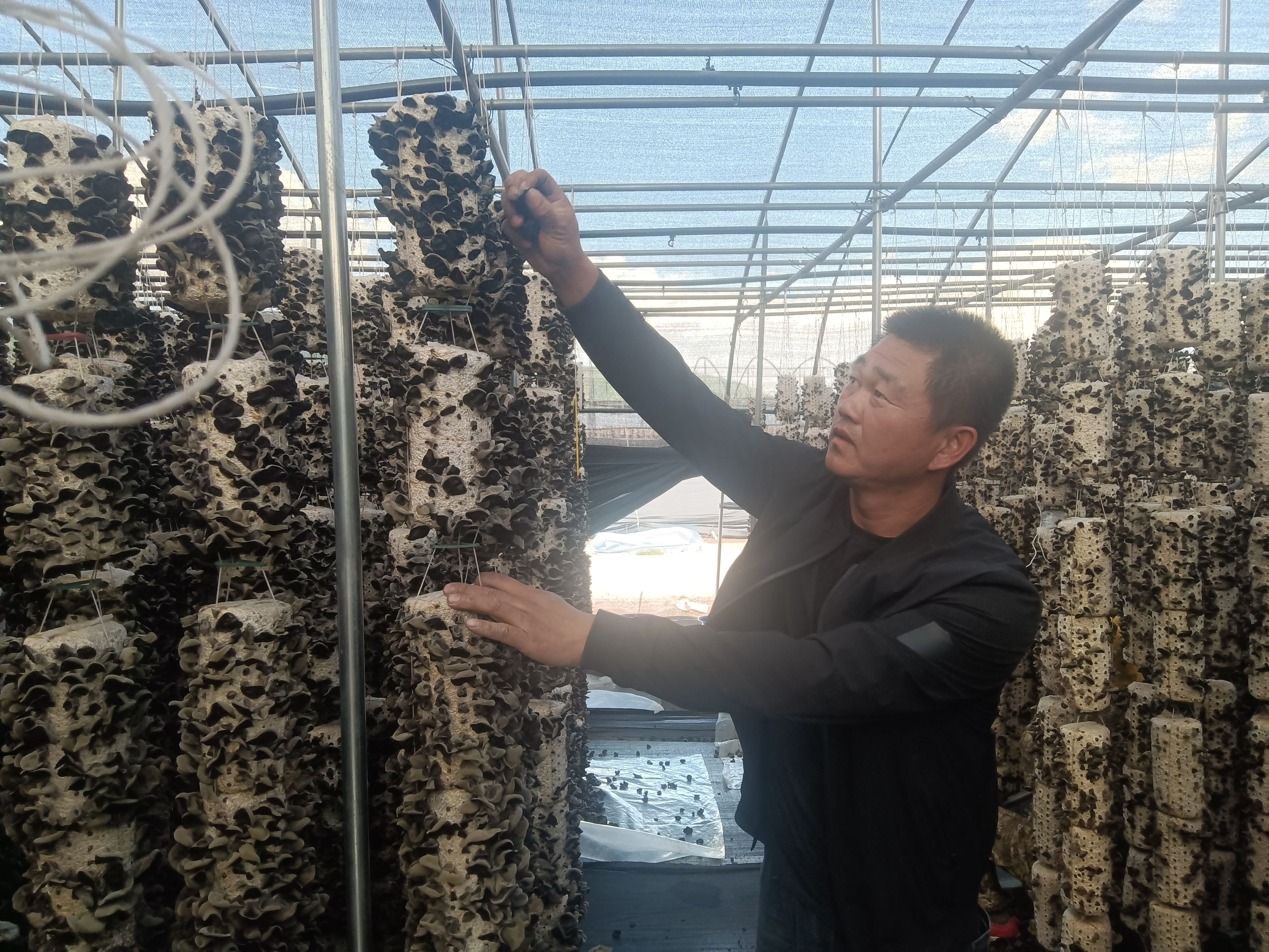 东宁黑木耳发展前景和优势,黑木耳产业未来趋势