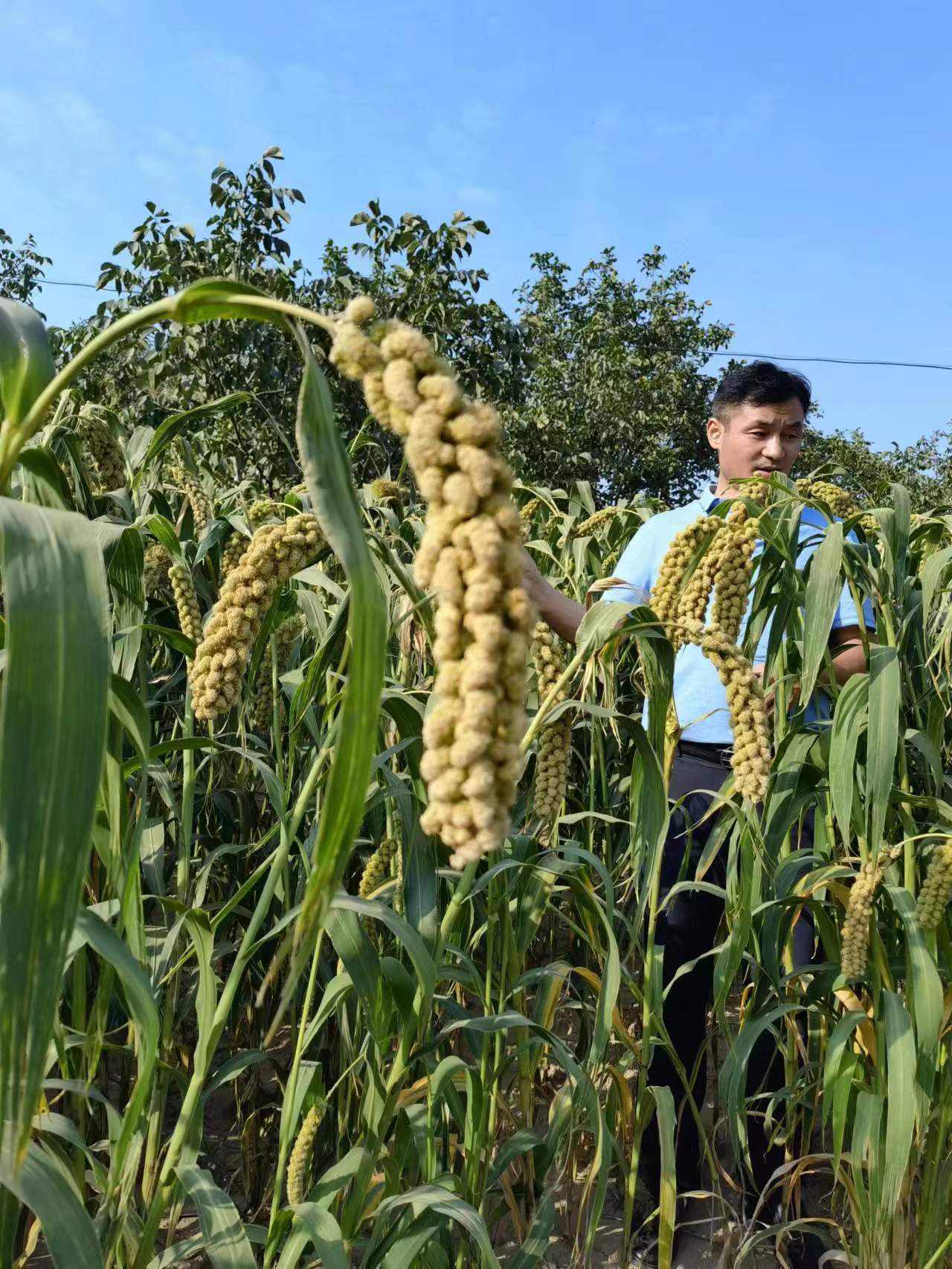 山西兴县特产小米,吕梁兴县农业