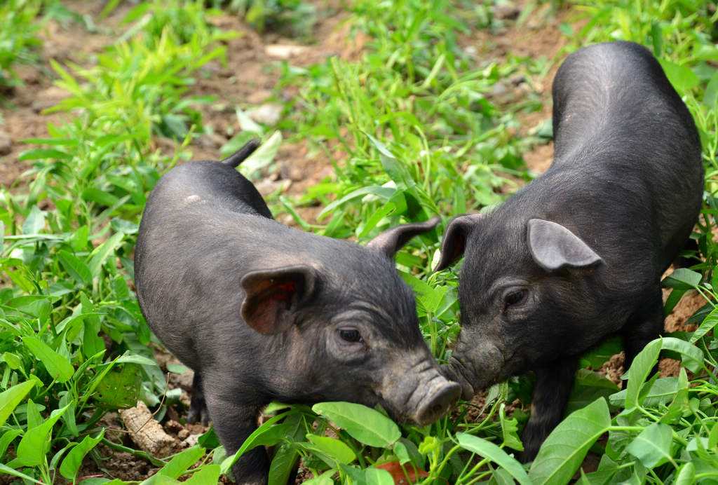 从美国进口1万头猪视频,从美国进口猪肉去哪里批发
