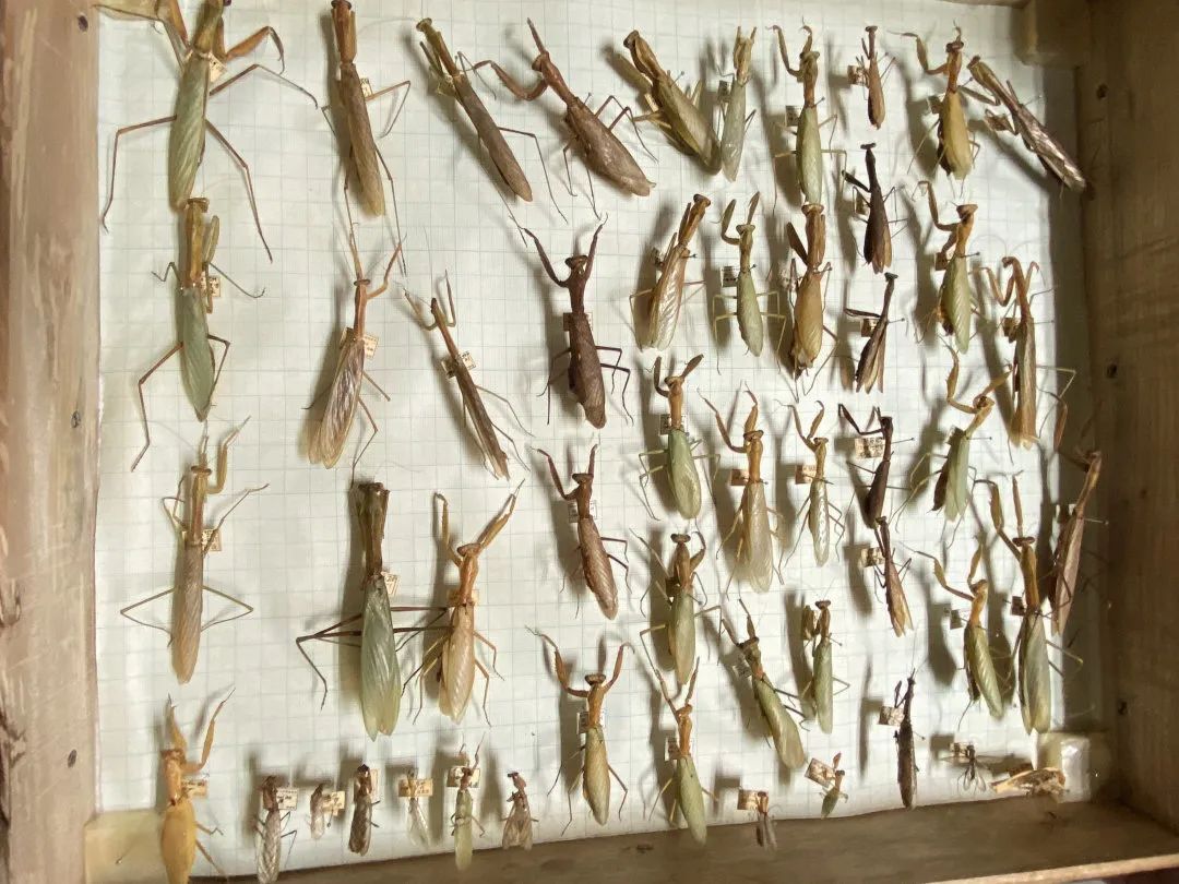 浙大博物馆十大镇馆之宝,浙大考古与艺术博物馆