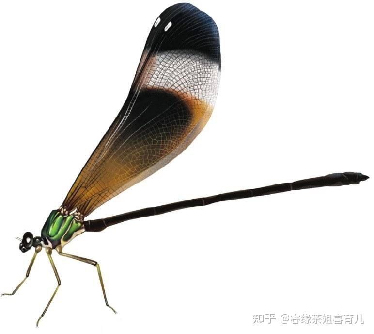 暑假作业出现昆虫类的题目,孩子看都不要看拒绝做这类题