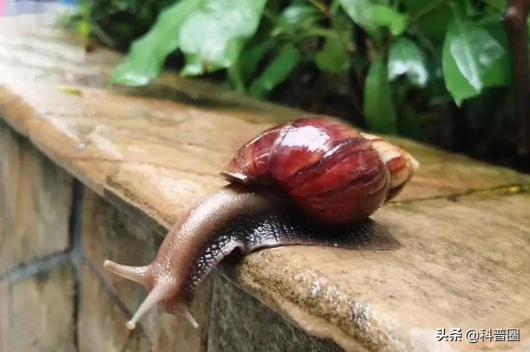 法国大蜗牛多少钱一斤,为什么只有法国的蜗牛可以吃