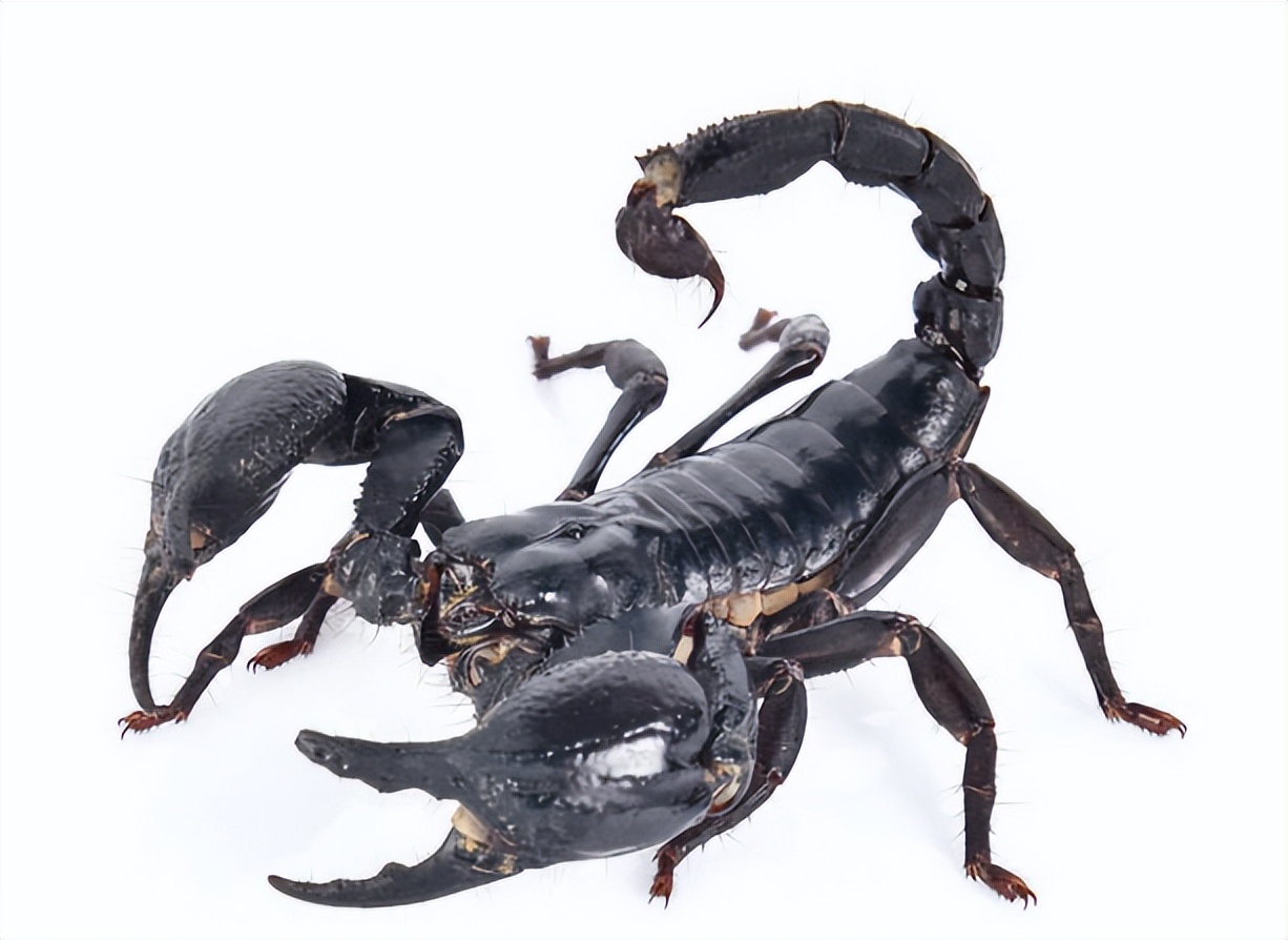 蝎子养殖的前期工作是什么,蝎子繁殖期怎么管理