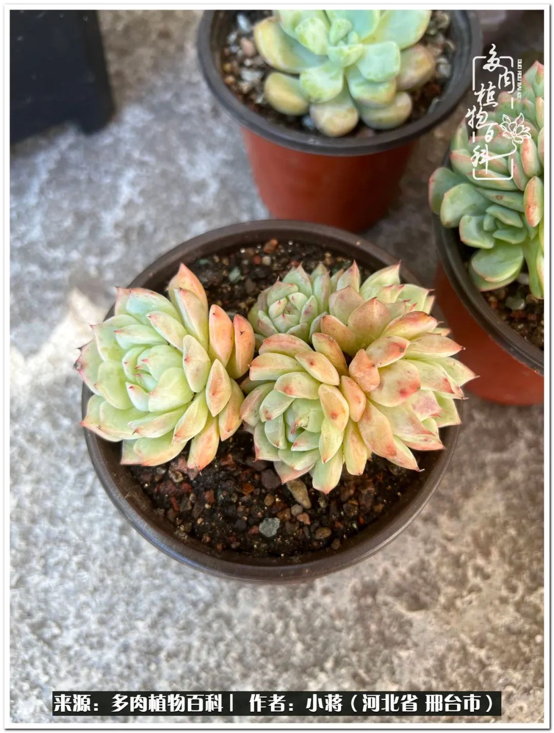 我与多肉植物之间的故事,我和多肉十二卷的故事100字