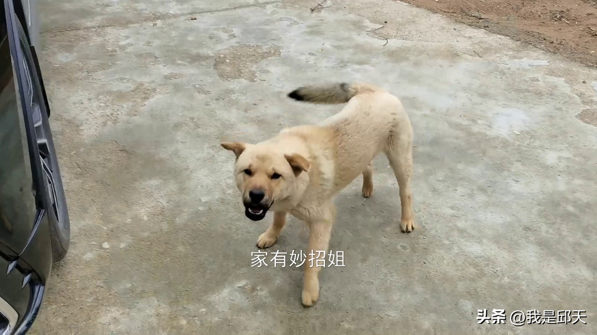 被狗追咬自救的方法,骑电动车被狗追自救的方法是什么