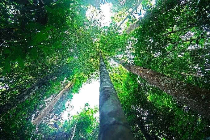 云南西双版纳旅游攻略app,云南西双版纳旅游攻略自由行12月