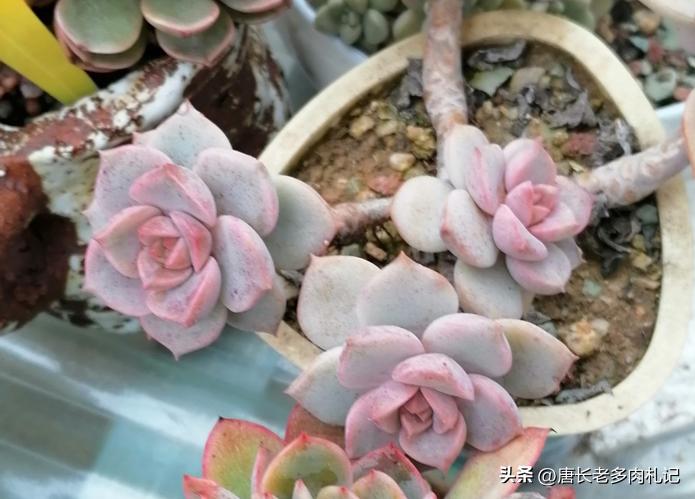 多肉月亮仙子突然烂了是怎么回事,多肉月亮仙子和静夜的区别