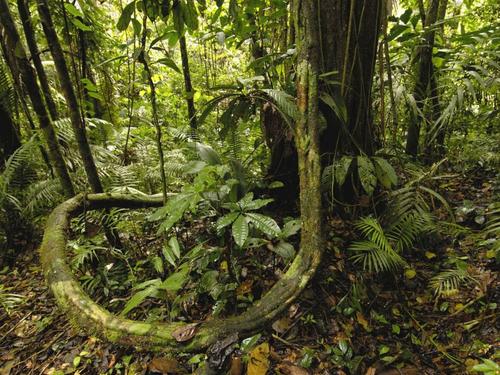 热带雨林十大危险动物蛇,亚马逊热带雨林最恐怖的蛇