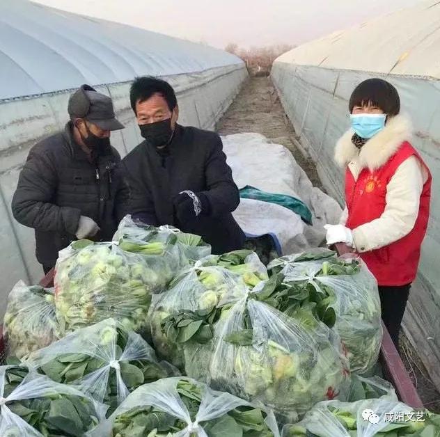 张艾：疫情来时乡情浓