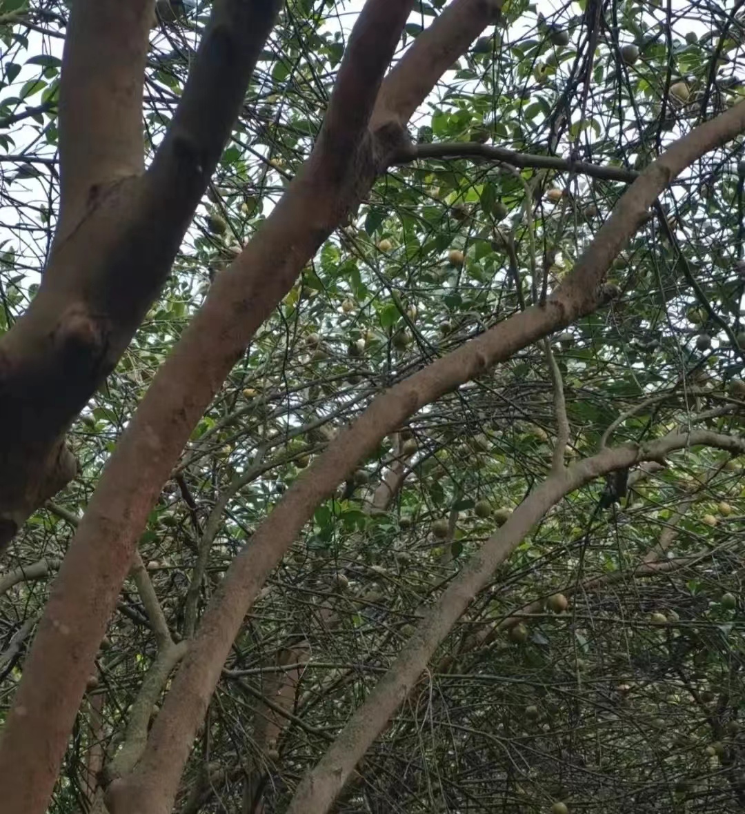 一亩地的茶树一年能收入多少钱,种一亩茶树一年的收入多少钱