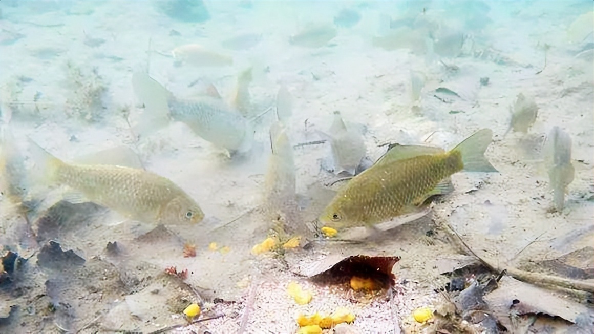 今年冬季鱼为什么不好钓,最近鱼为什么不容易钓