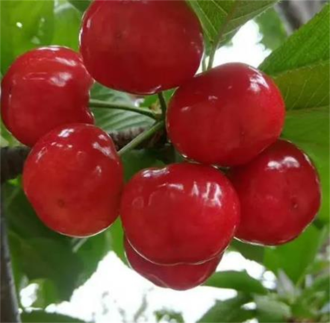 大樱桃果实的生长特点,大樱桃里面有什么吃的