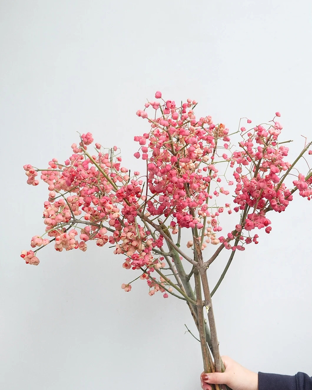 花艺教程花材打理知识,花艺教程常用花材及叶材有哪些