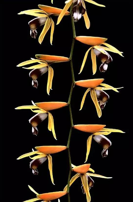 矮种兰花图片欣赏,写意兰花作品欣赏