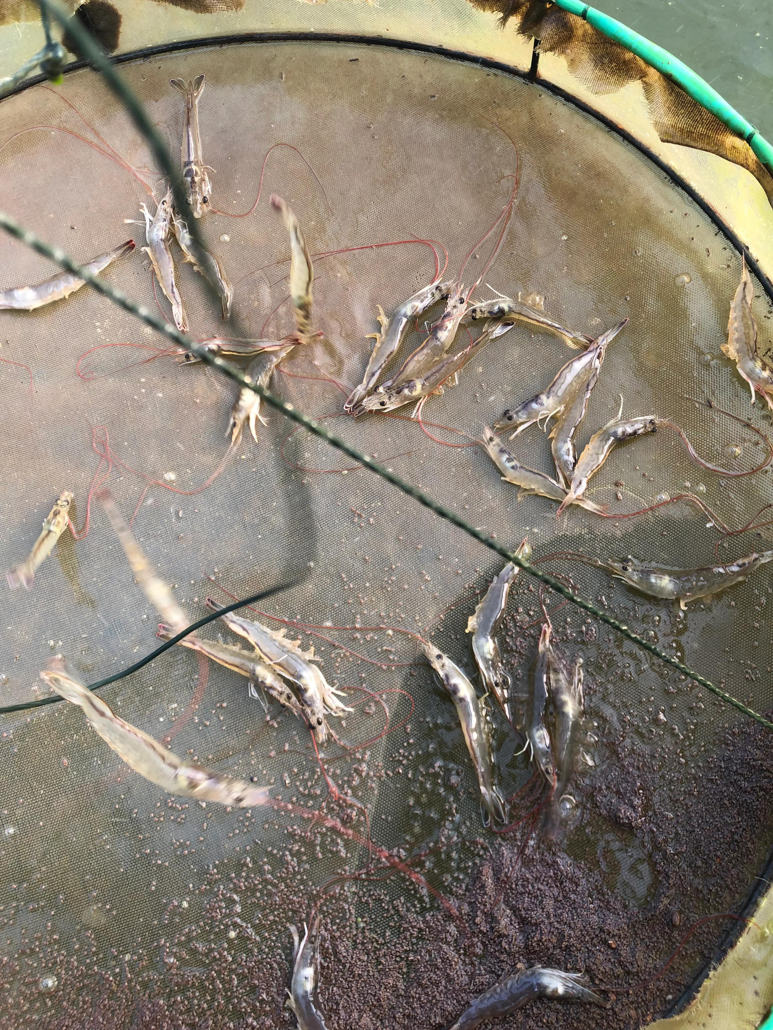 南美白对虾养殖技术大全图解,南美白对虾养殖条件和方法图