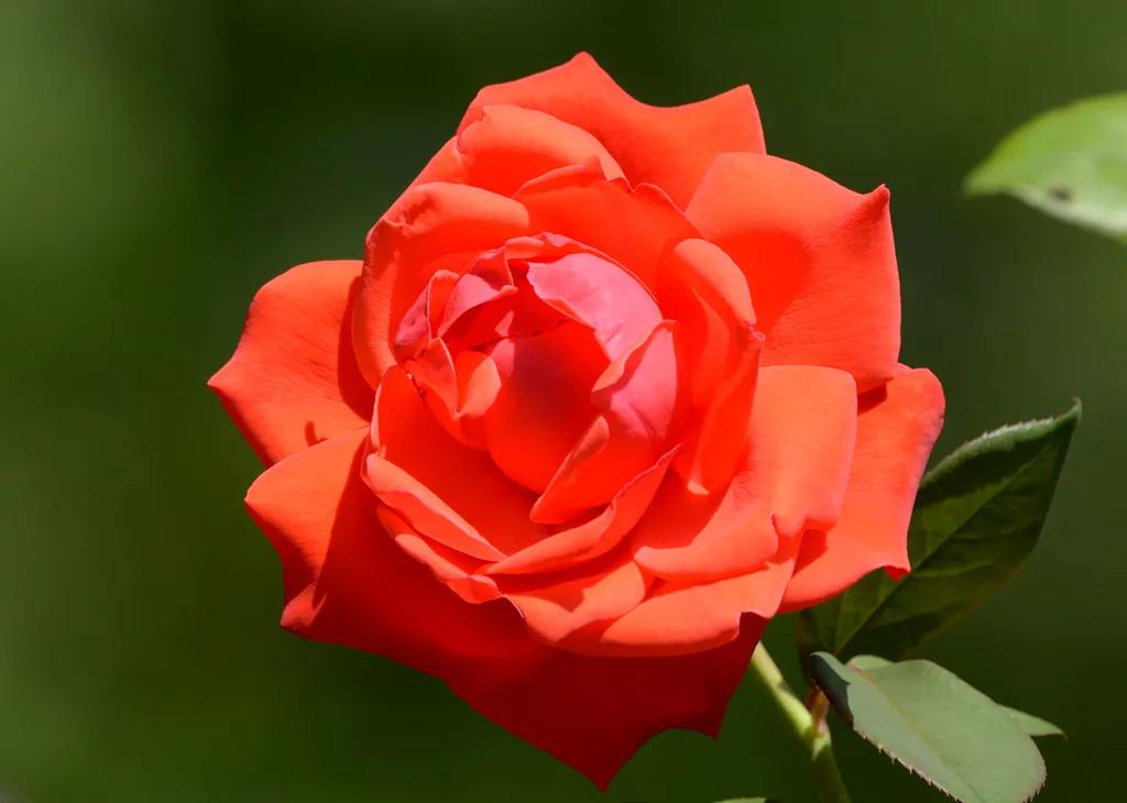 月季美图100张,妩媚动人的月季花图片