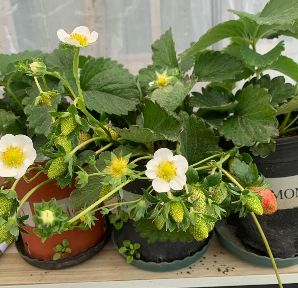 阳台种草莓的技巧和正确方式,在家里阳台种草莓收获时的喜悦