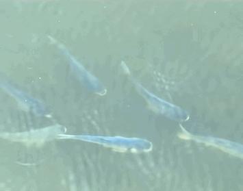 一半喜一半忧,一半喜一半忧粤语