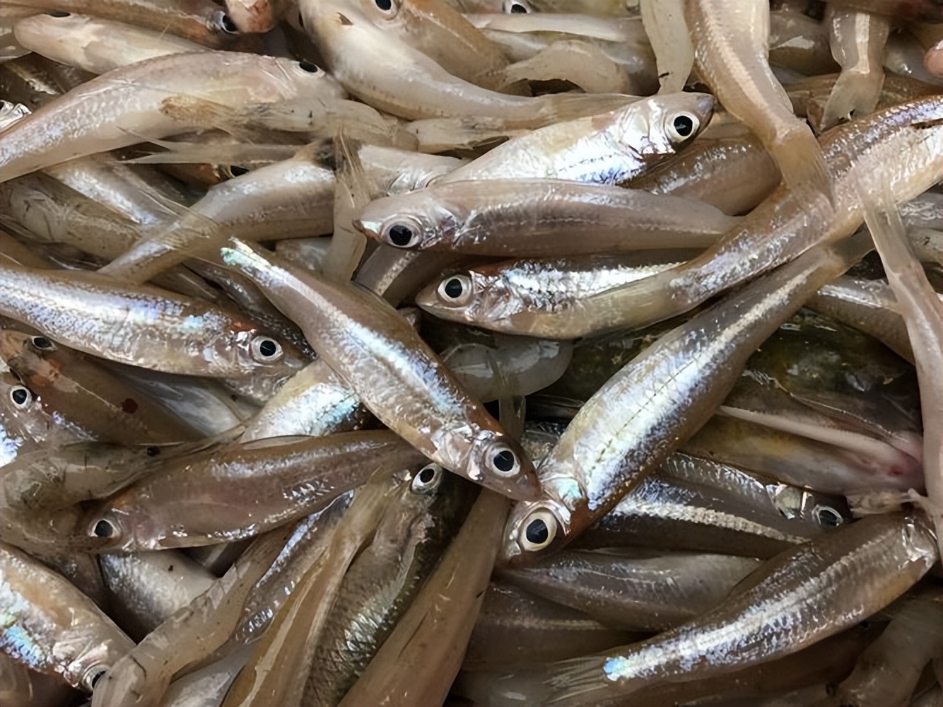 为什么痛风什么都注意了还会发作,为什么痛风用药反而更严重了