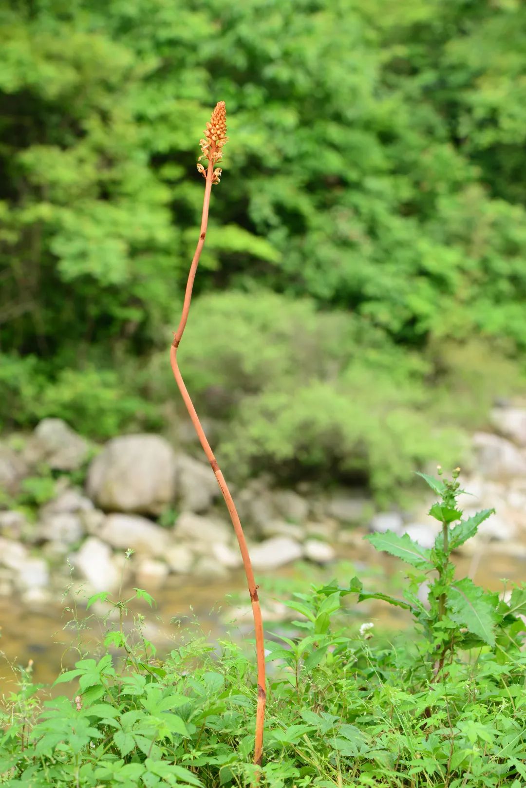 武夷山黄精科普,武夷岩茶小科普