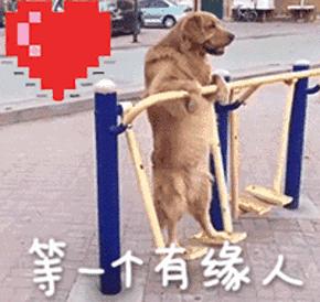 串串金毛和纯种金毛,金毛纯种和串串的区别