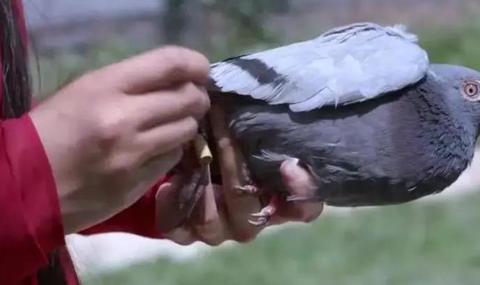 90年代的bb机视频,90年代的BB机