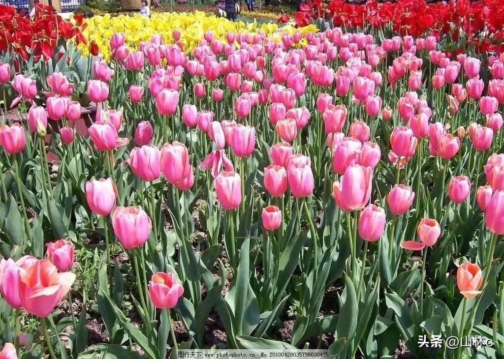 各种各样的鲜花尽情开放争芳斗艳,各种颜色的鲜花开得好美丽动人