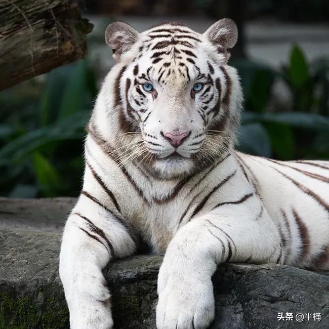 豺狼虎豹为什么豺能够位居第一位,豺狼虎豹里的豺指的是哪种动物