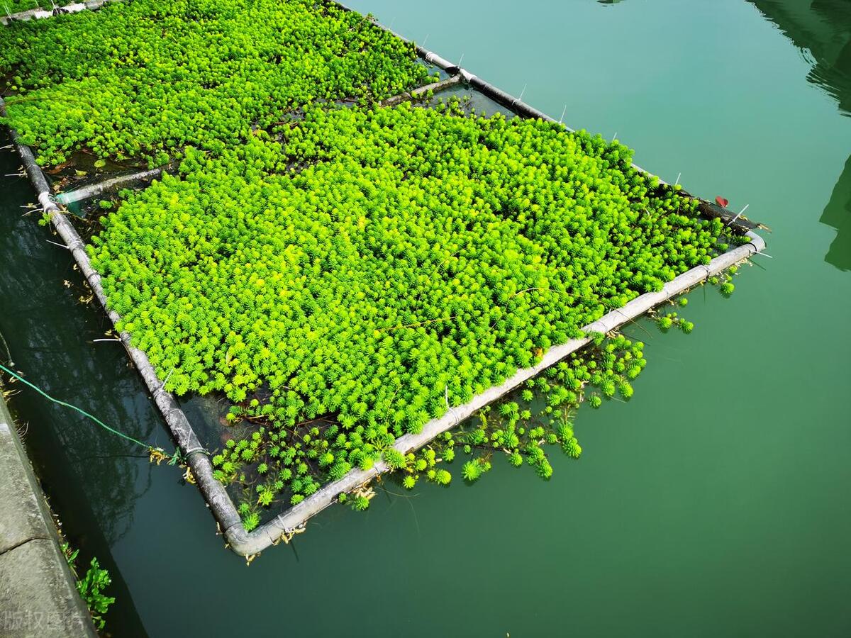 净化空气的花有哪些,净化空气盆栽花有哪些