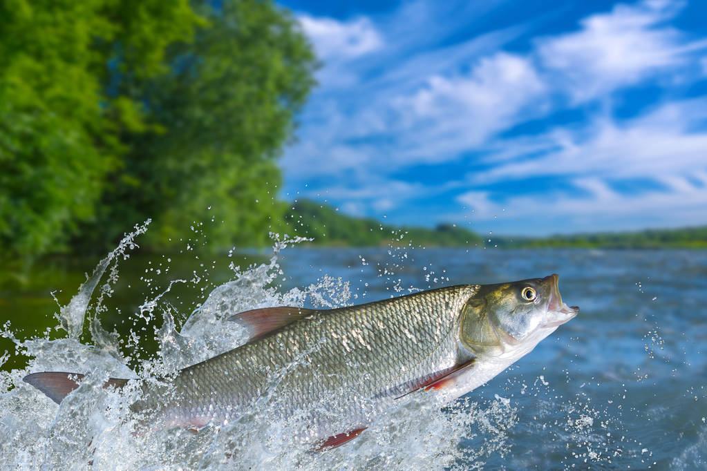 赞美鲤鱼的诗句古诗大全,有关于鱼的诗句古诗大全