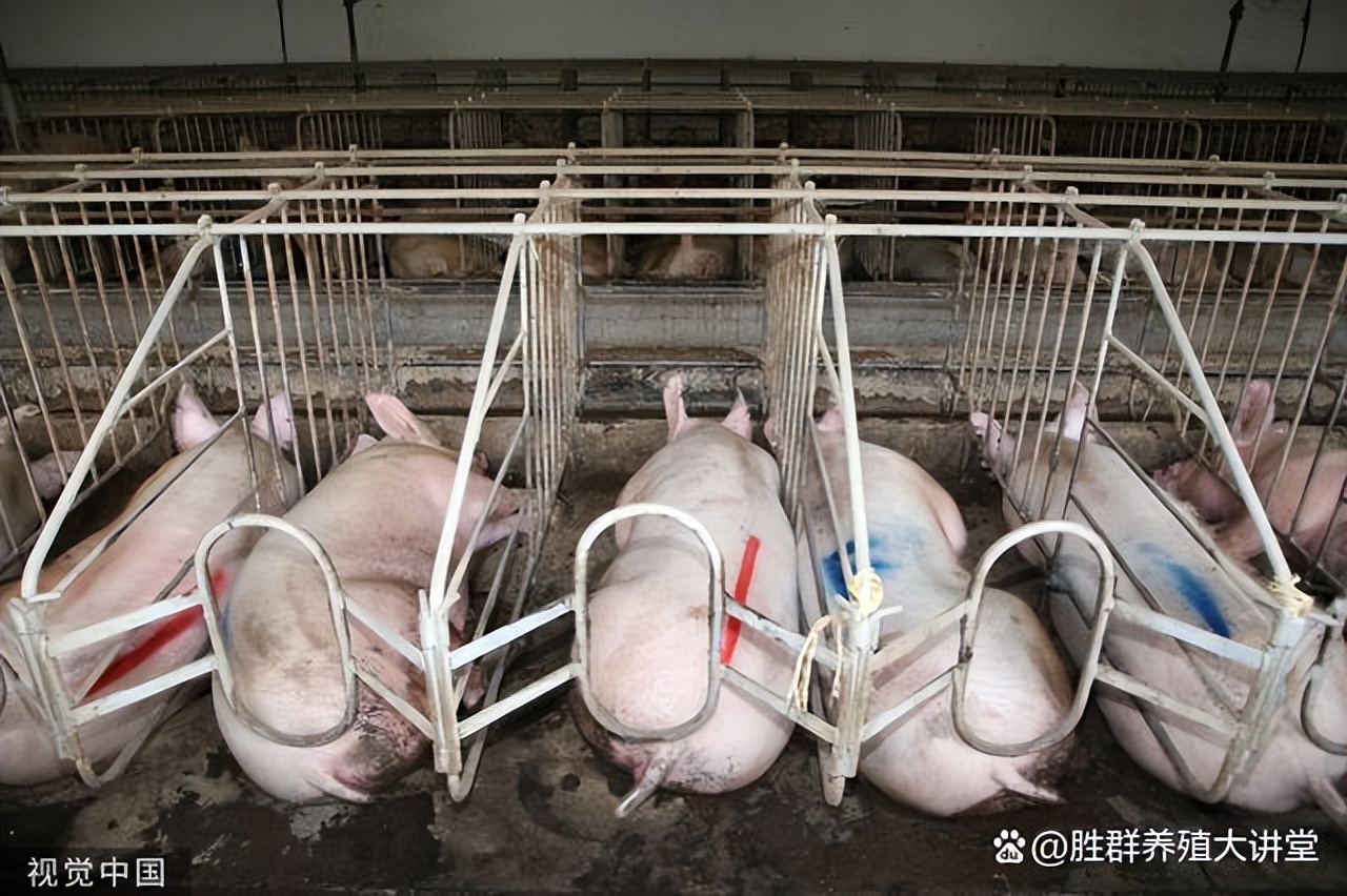 母猪屡配不孕怎么解决,母猪不孕不育怎么处理