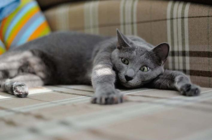 你能让猫屈服吗,猫在猫包里可以呆多久