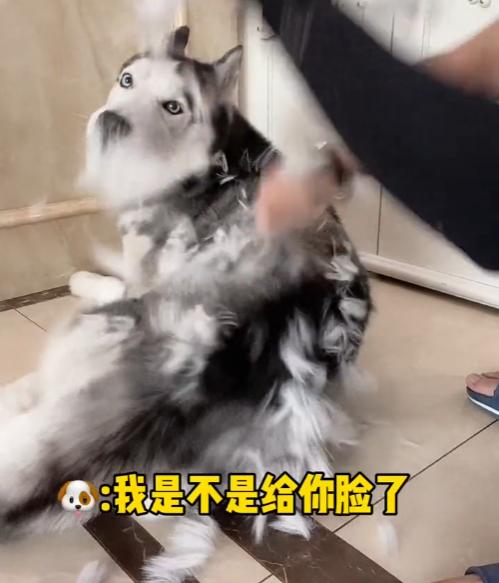 全网最听话的奥斯卡二哈,一只被主人逼疯的二哈奥斯卡