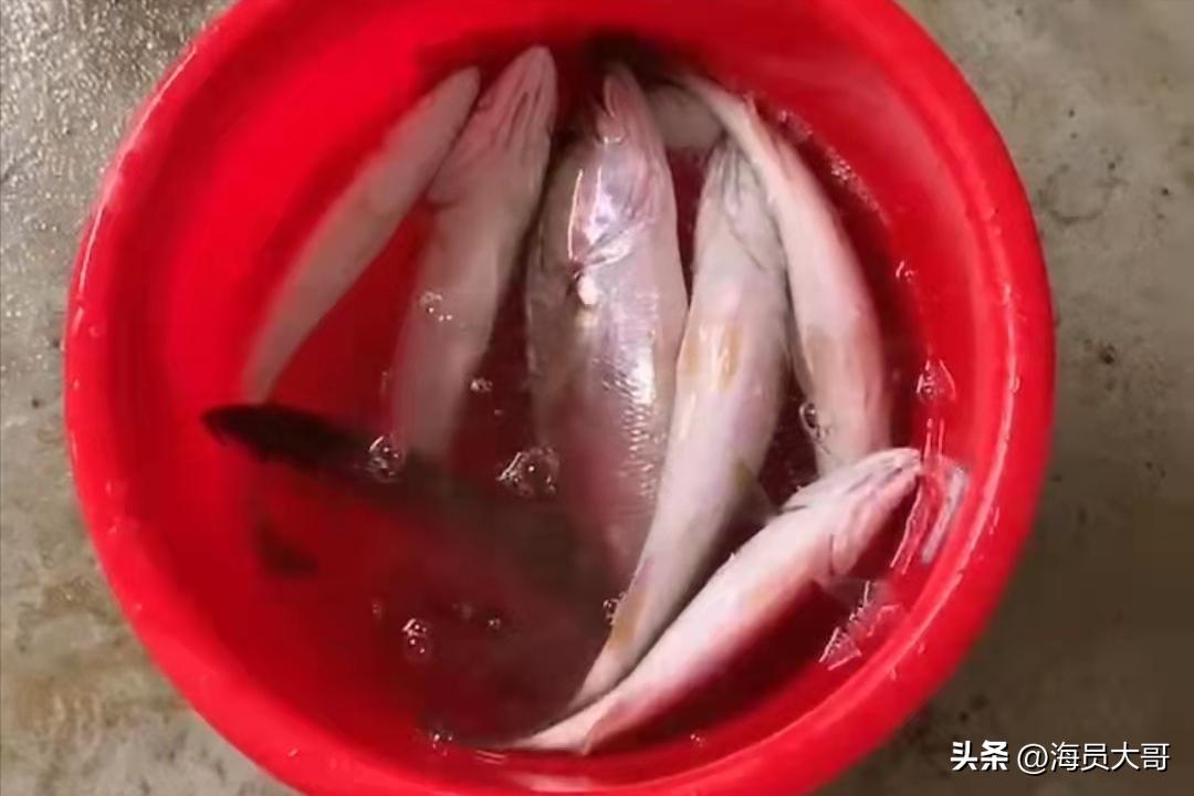 运11万吨粮食去加纳，2天装18天卸，船员半夜值班被抓，数罪并罚