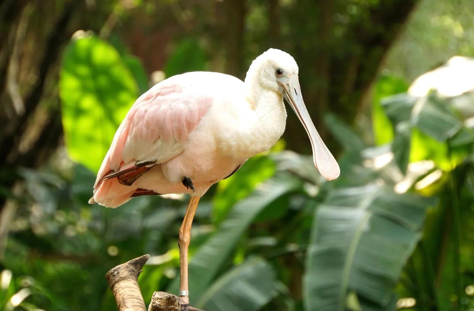 广州长隆野生动物世界有大象吗,广州长隆野生动物世界有多少动物