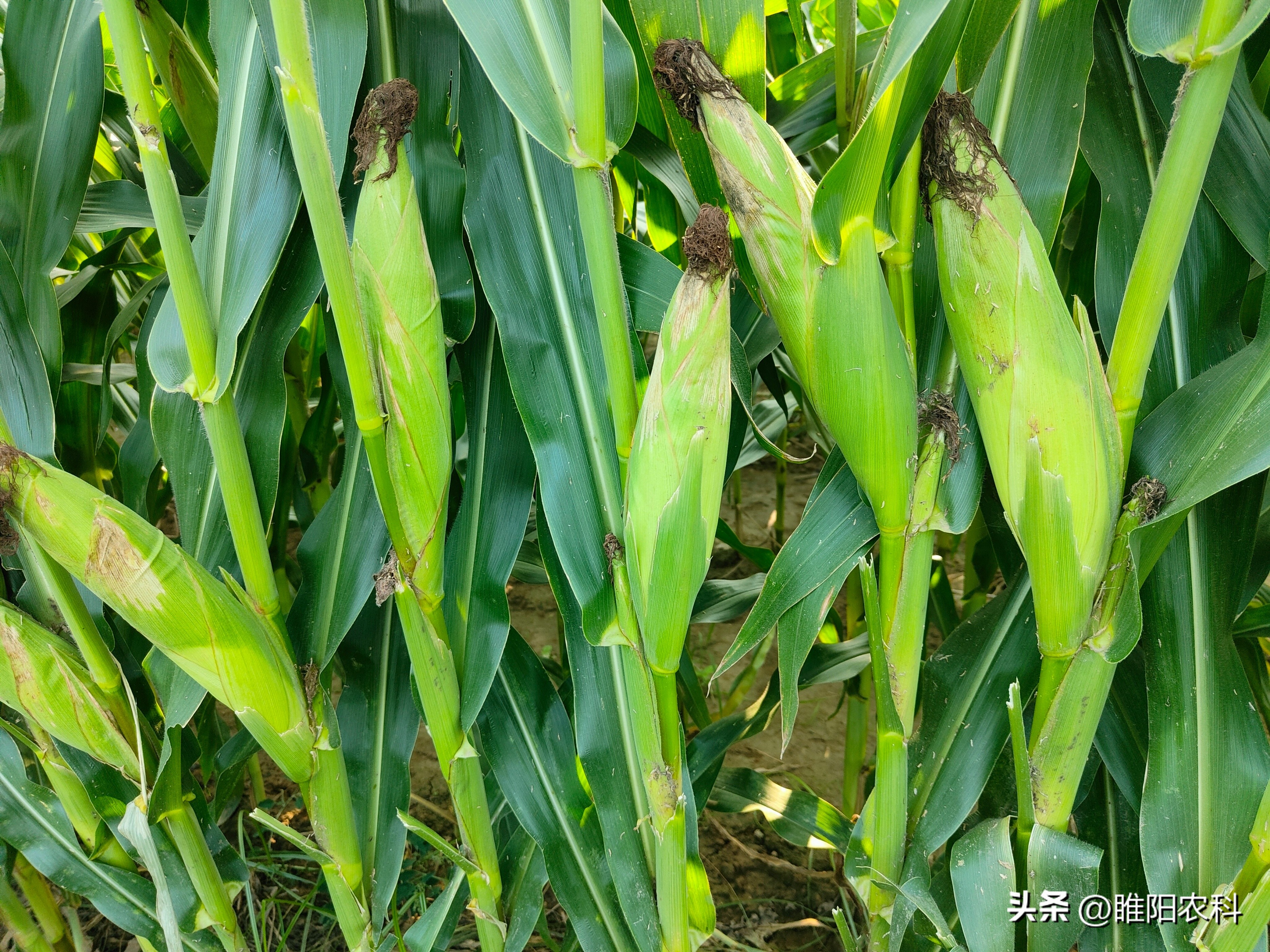 中国哪些地区玉米产量高,我国玉米的主要产区都是哪几个省