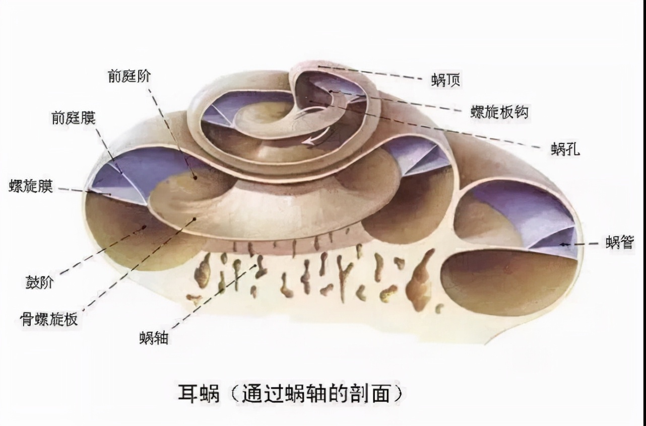 听力高频损失70db什么概念,8种令人惊讶的听力损失原因