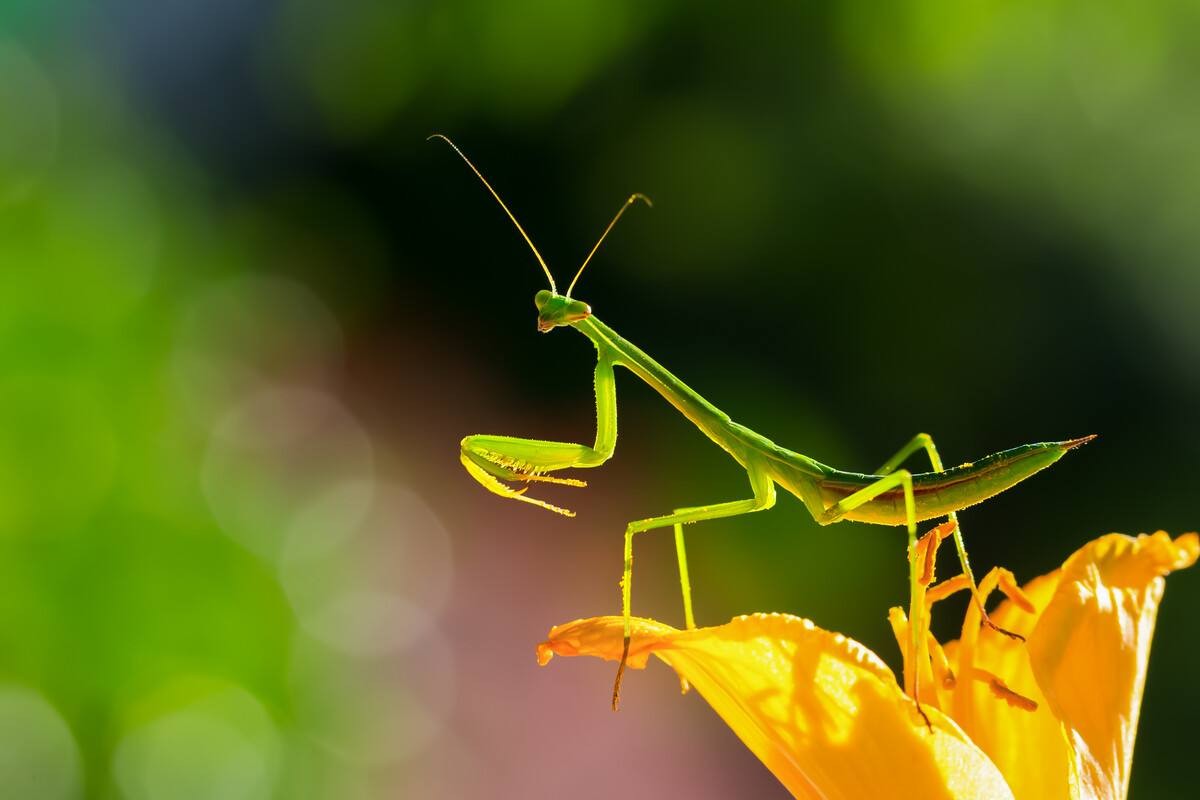 史上最凶残的昆虫,史上最凶残的五种昆虫