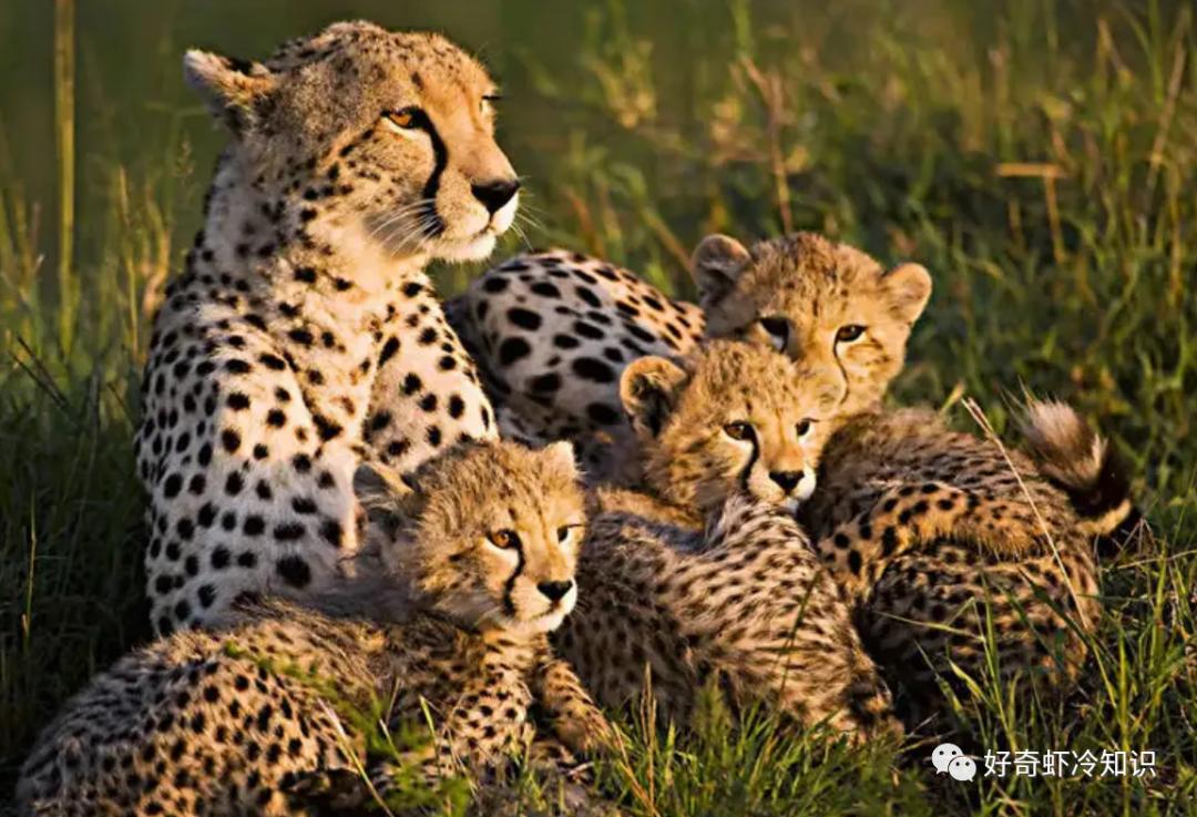 打包剩菜需要注意什么？肝脏有再生能力？最简单省心的打扫方法