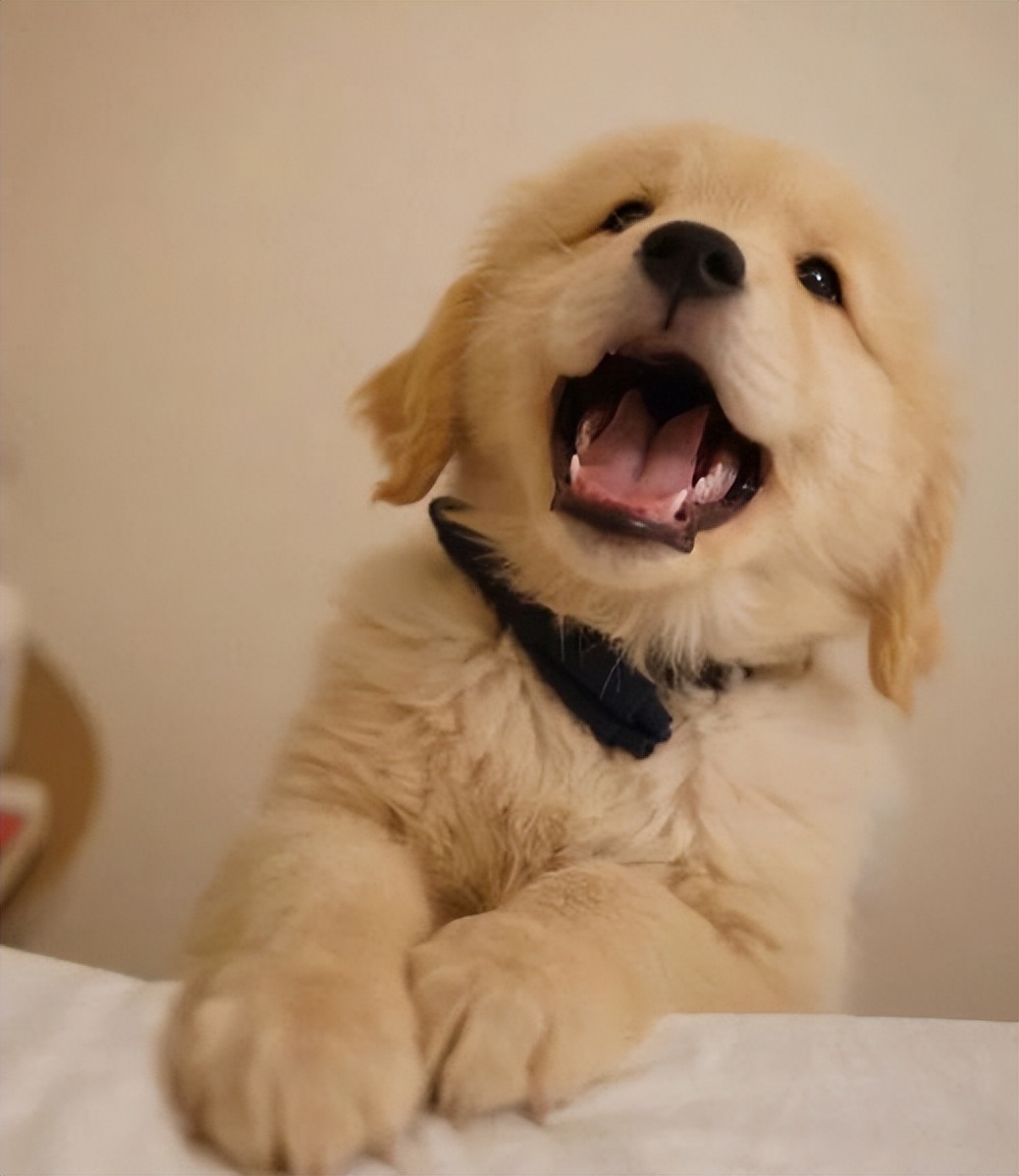 什么狗好驯服不咬人便宜还能看家,什么狗最适合老年人饲养