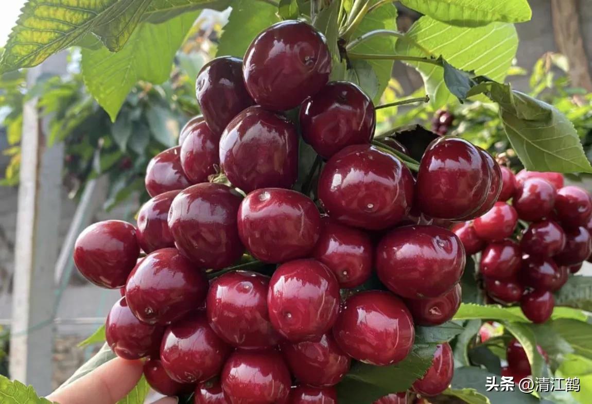 各种保鲜剂防腐剂的用法,赤霉素保鲜