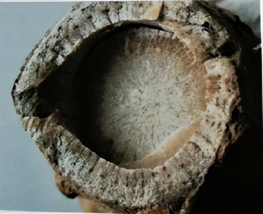 三七和金不换是一样的吗,金不换和三七是同一种中药吗