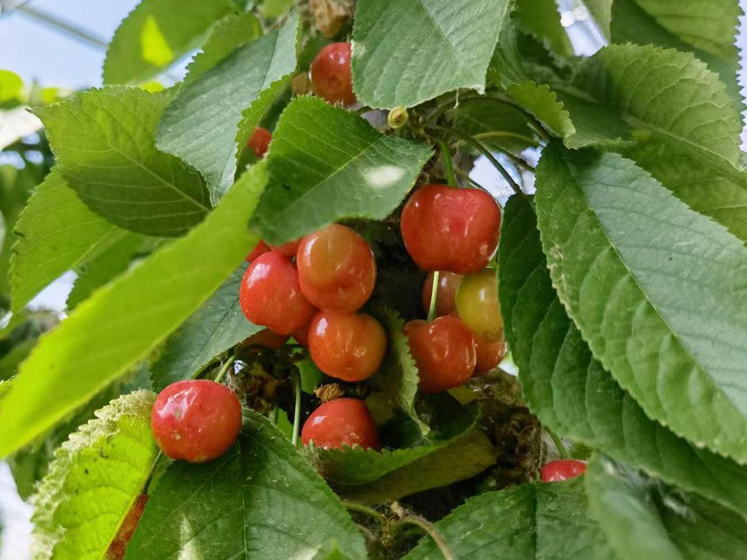 顺义喜邦樱桃采摘园,顺义千亩樱桃采摘园视频