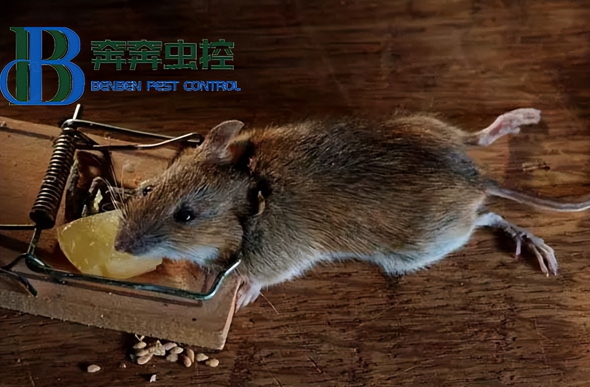 如何治理空调中的老鼠,地暖有老鼠怎么消灭